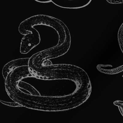 Snake Year 2013 -- black water serpent
