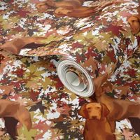 Vizslas and Autumn Leaves