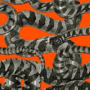 Snake Stripe ~ Disdain and Malice