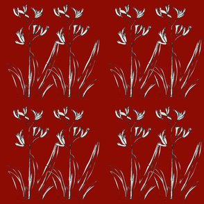 Double Kangaroo Paw Red - Large