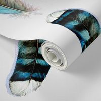 Blue Jay - Feathers Collection