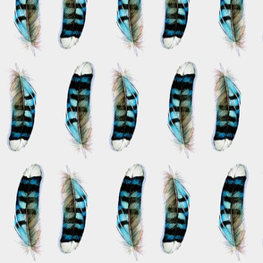 Blue Jay - Feathers Collection