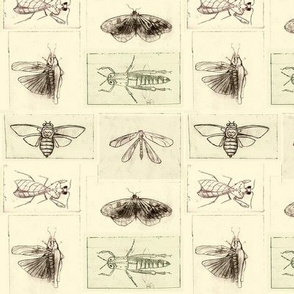 Entomology studies