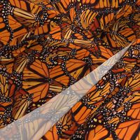 Monarch Butterfly