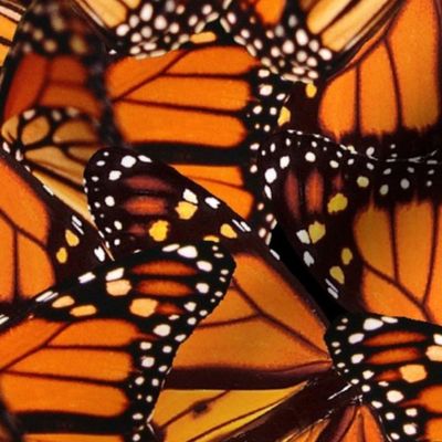 Monarch Butterfly