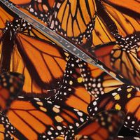 Monarch Butterfly