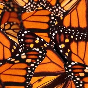 Monarch Butterfly