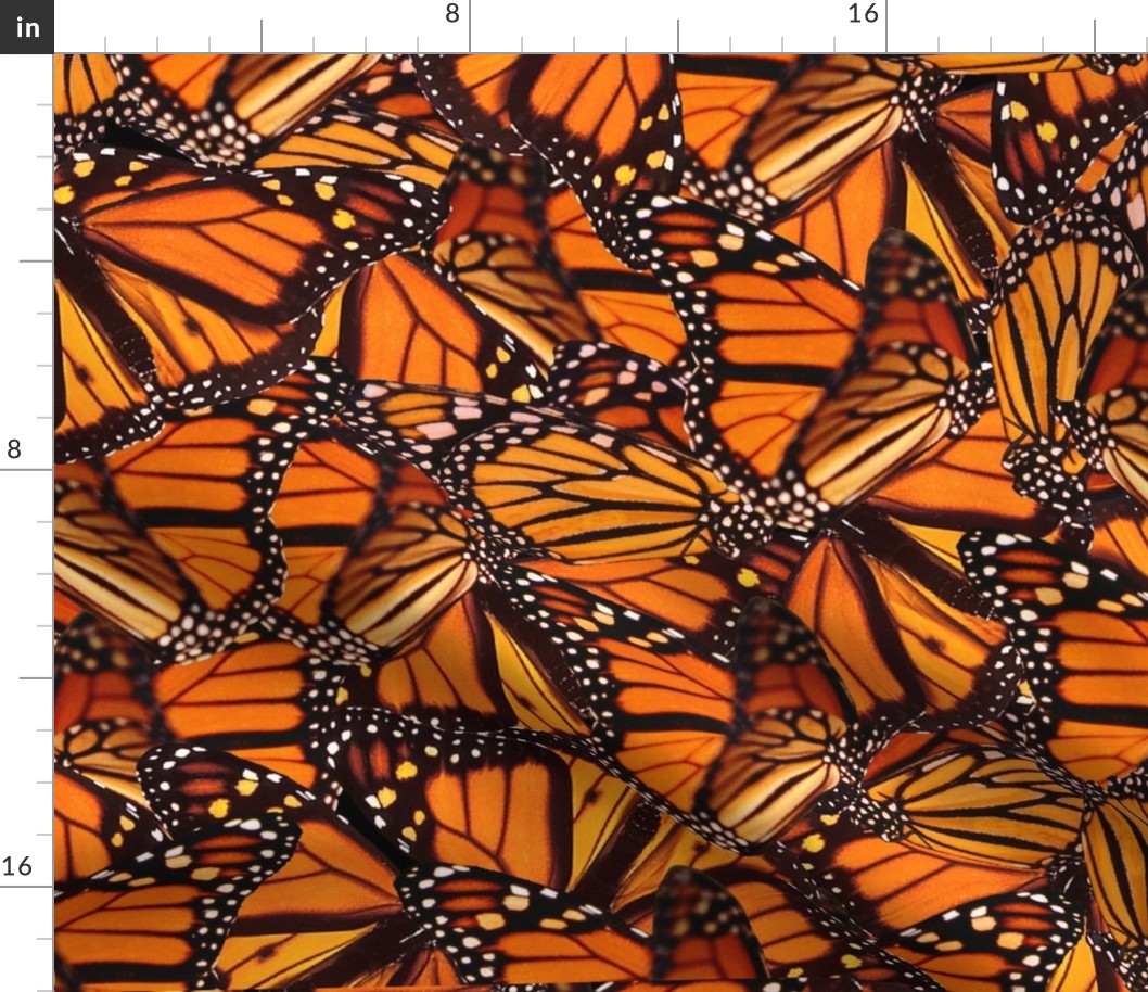 Monarch Butterfly