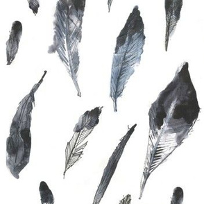 Collared Inca Hummingbird Feathers