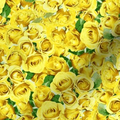 Abundant Roses -  Yellow