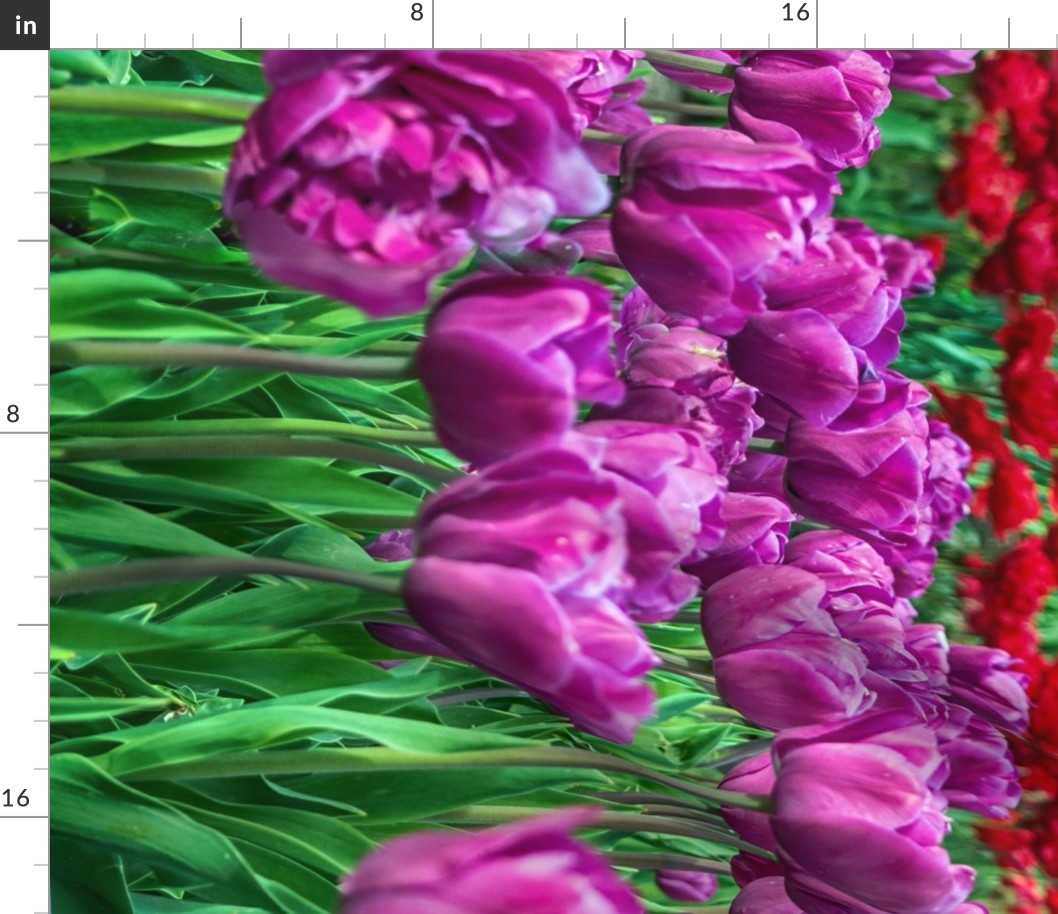 Tulip Field Border Print