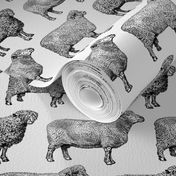 Vintage Sheep in Black and White