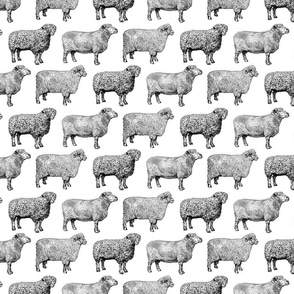 Vintage Sheep in Black and White