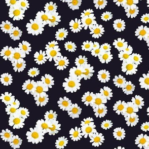 Daisies on black