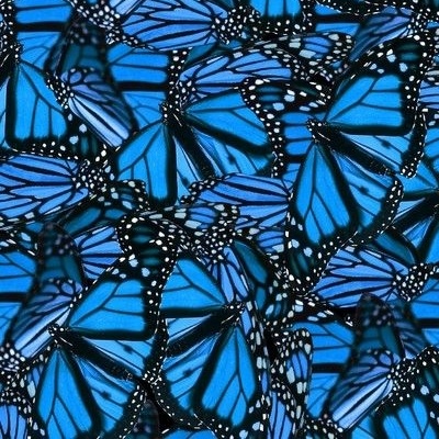 Blue Monarch Butterflies Fabric Wallpaper And Home Decor Spoonflower