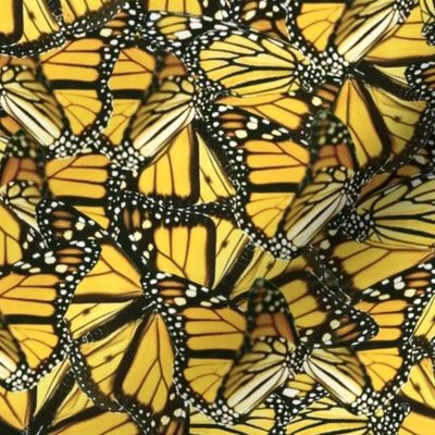 Yellow Monarch