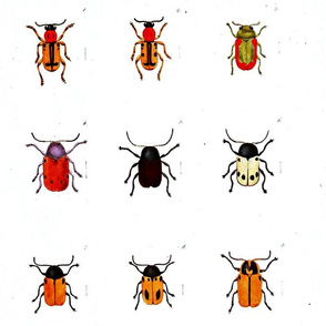 Animal-Insect-Orange-bugs-with-spots-ed