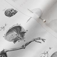 Antique Gothic  Skeleton Anatomy Fabric for Halloween Decor