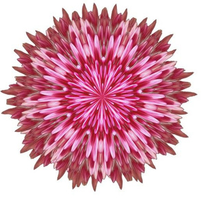 Pink Flower-3