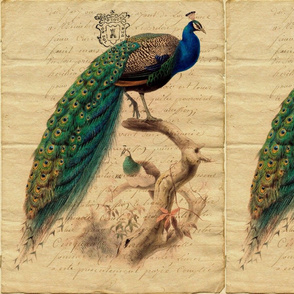 Peacock with French Letter