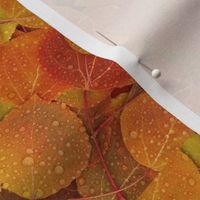 fallleaves basic 8x5