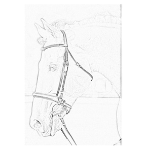 pencil sketch of Horse with bridle pillow square