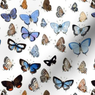 Vintage Blue Butterflies