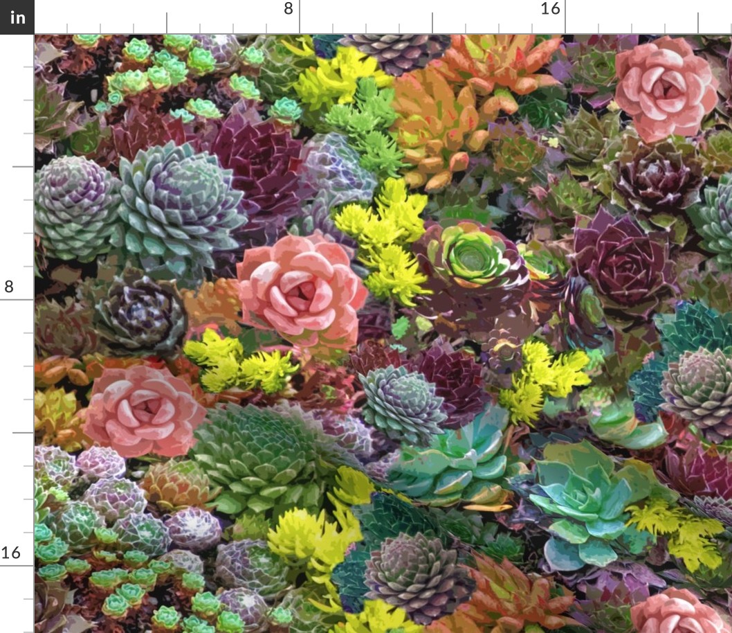 Succulent kaleidoscope 