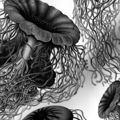 Jellyfish ~ Black and White Swarm