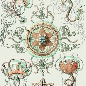 Haeckel Trachomedusae Jellyfish