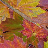 Fantastic Fall Leaves