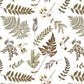 Pressed Ferns