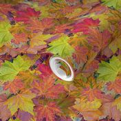 Fantastic Fall Leaves  -small