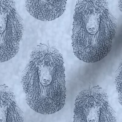 Irish Water Spaniel faces - blue