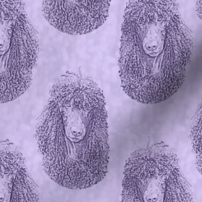 Irish Water Spaniel faces - purple