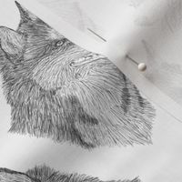 Siberian Husky head sketch - B/W