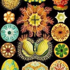 Ascidiacea Ernst Haeckel Antique Microscopic Illustration
