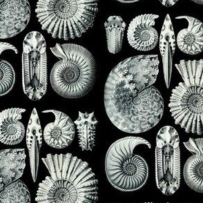 Haeckel Ammonitida Ammonites Shell Fossils