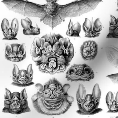 Ernst Haeckel Chiroptera Bats Fabric