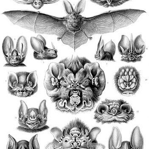 Ernst Haeckel Chiroptera Bats Fabric