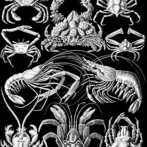 Ernst Haeckel's Decapoda Crab Fabric