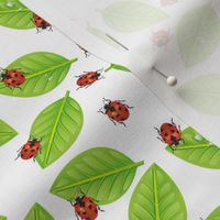Ladybugs And Leaves