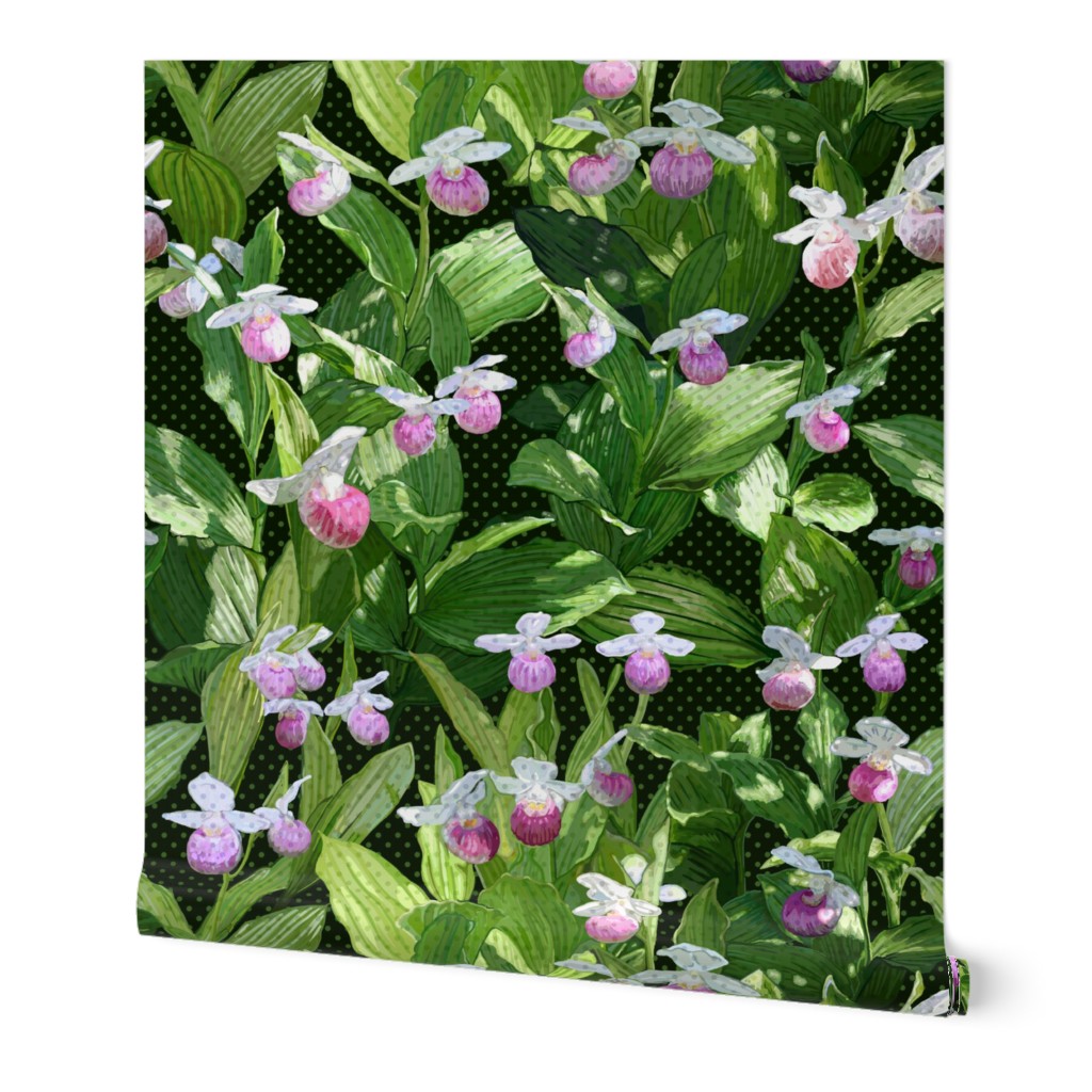 Showy Lady Slipper