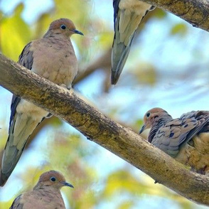 Mourning Doves, Large