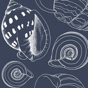 Sketchy Seashells