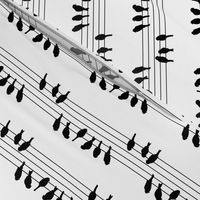 Funny Birds on a Wire