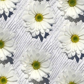 Daisies - Natural