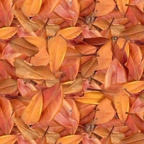 Australian_Autumn_Leaves