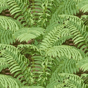 Woodland Ferns