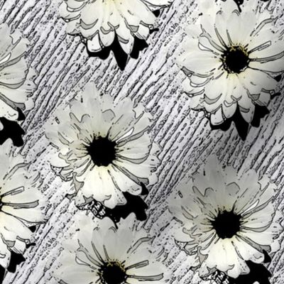 Near Black and White Daisies